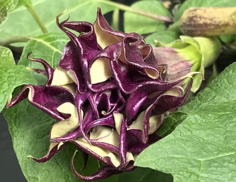 Invasi Spesies Asing: Mengganggu Keseimbangan Ekosistem