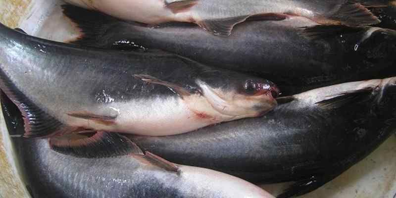 Gambar ikan patin jambal | sumber: bisnis.com