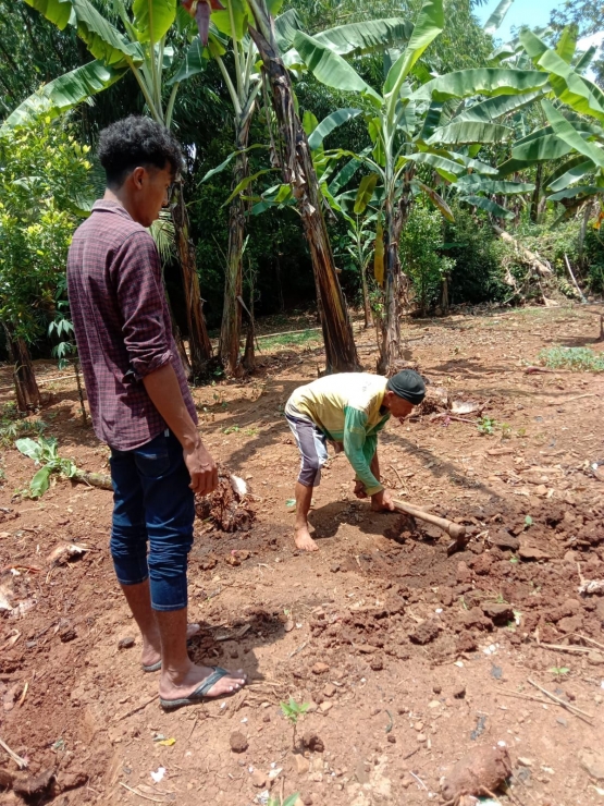 (Dokumentasi pribadi pembuatan lobang tanam di Dusun Salak)