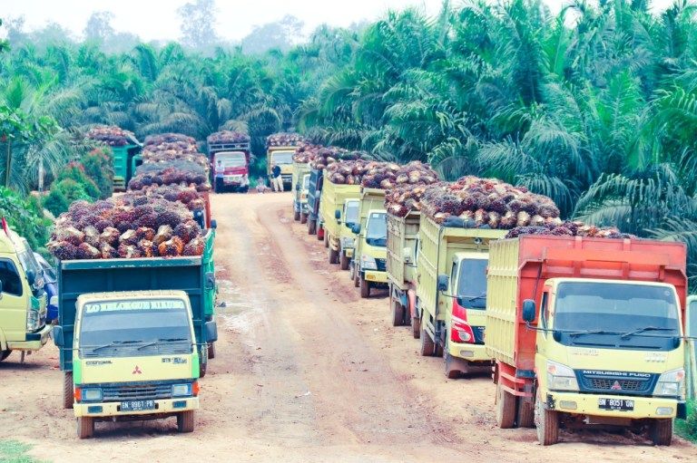 Antrian truk pengangkut TBS sawit dari kebun ke pabrik di Riau (Foto: infosiak.com) 