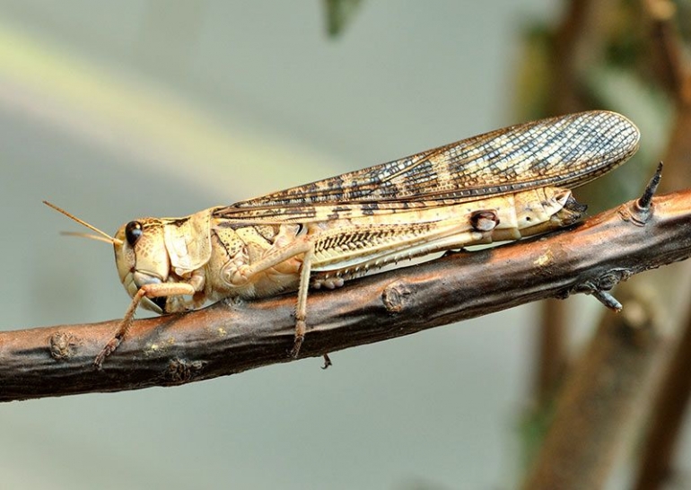 Locusta migratoria manilensis Meyen/Sumber: Quartl via www.science.org