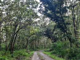 Jalan di tengah hutan jati sebelah selatan Dusun Randubolong, Lamongan. Dokumentasi pribadi