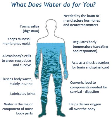 Infografis Fungsi Air Bagi Tubuh Manusia/Sumber: d9-wret.s3.us-west-2.amazonaws.com