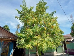 Pohon belimbing berbuah ranum di pekarangan rumah warga Pulau Balai (Dok. Pribadi)