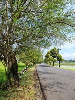 Jalan di Kulon Progo (dokpri)