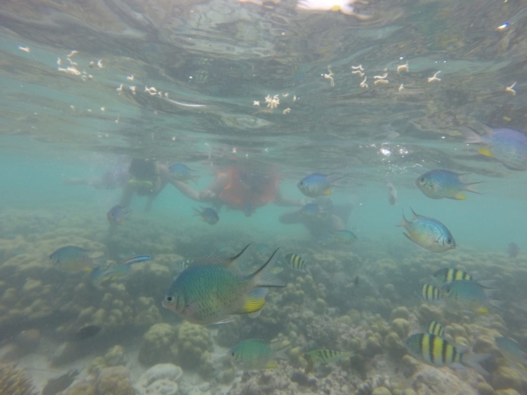 Menikmati Keindahan Bawah Air di Pulau Asok (Dok. Pribadi)