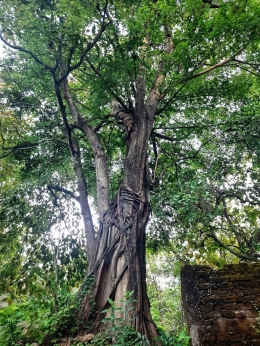 Sebuah pohon besar berdiri kokoh seperti 'melindungi' makam dan memberikan kesejukan kepada warga. Dokumentasi pribadi