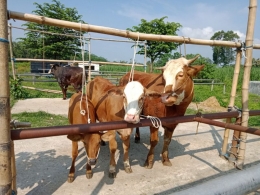 Keluarga sapi yang siap ditawar. | Dokumen pribadi 