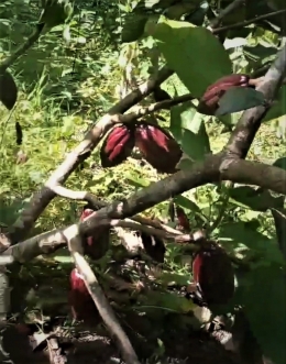 Teka-teki petani kakao Flores | Dokumentasi diambil dari FB Emilianus Rony