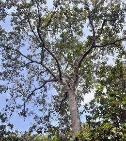 Batang dan dahan bagian atas pohon kepoh di kuburan Dusun Kowak, Lamongan. Dokumentasi pribadi