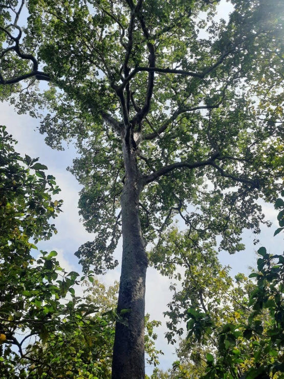 Pohon kepoh menjulang tinggi di kuburan Dusun Kowak, Lamongan. Dokumentasi pribadi