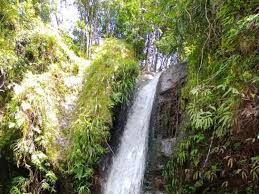 CUNCA Plias (Dokpri)