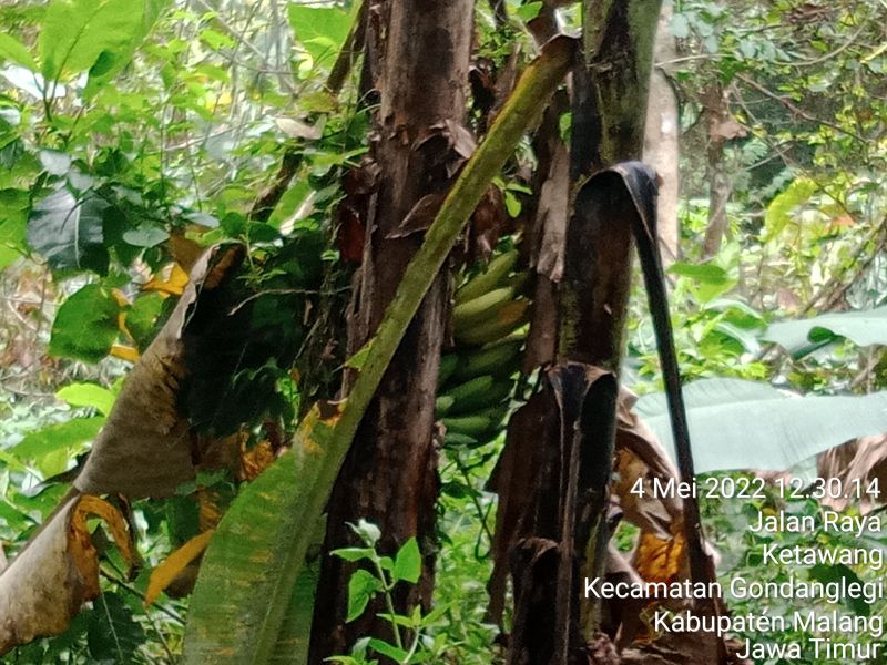 Nemu pisang matang di pohon. | Dokumen pribadi 