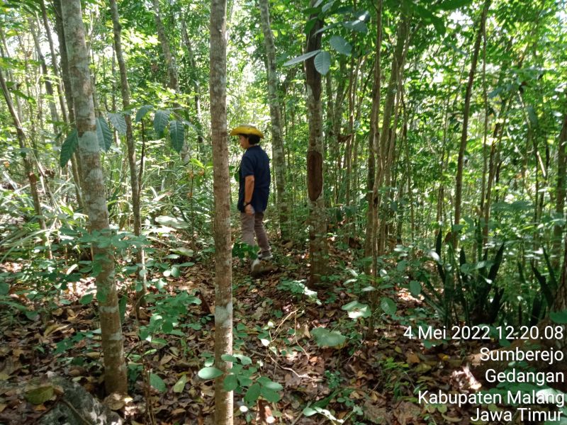 Hutan sengon belakang rumah. | Dokumen pribadi