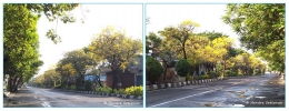 Pohon-pohon Tabebuya sedang berbunga, memberikan nuansa baru (foto: dok. pribadi)
