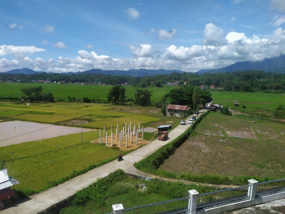Pemandangan Sawah dan Bukit di Komplek Tongkonan Ne' Gandeng (Dokumen Pribadi) 