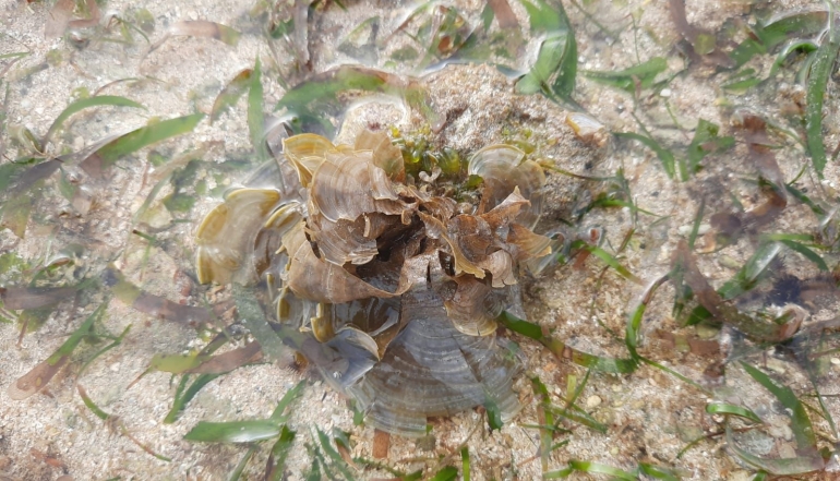 Alga hijau dan alga cokelat (sumber foto: dokumentasi pribadi)