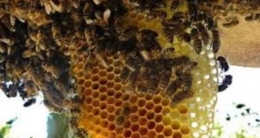 Ilustrasi lebah dan madu (Sumber: rri.co.id)