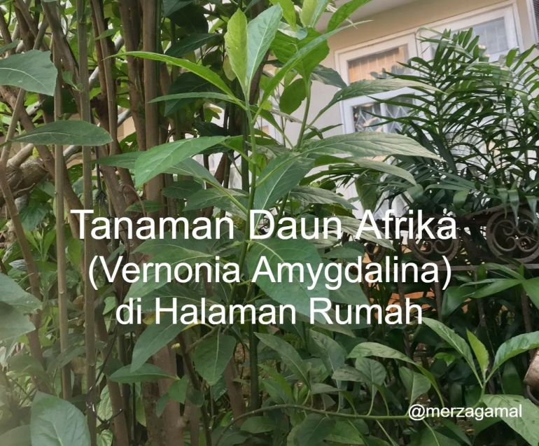 Image: Tanaman Daun Afrika yang subur di halaman rumah Kakek Merza