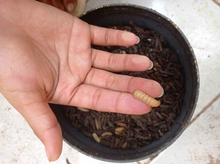 Maggot hasil budidaya di Kelurahan Jabungan (Dokpri)