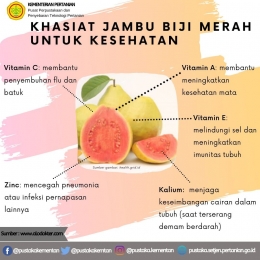 Infografis Kandungan Vitamin Jambu Biji/Sumber: pustaka.setjen.pertanian.go.id