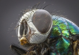 Gila, aku jelek banget jadi lalat! lihat bibirnya! (Gambar dari Ian Lindsay, Pixabay)
