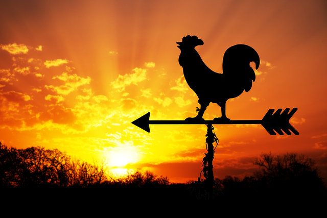 Sebuah ayam jago bertengger sebagai pertanda mengawali pagi hari ( 17/05/2022 ).Foto dari : rsud. banjarkota