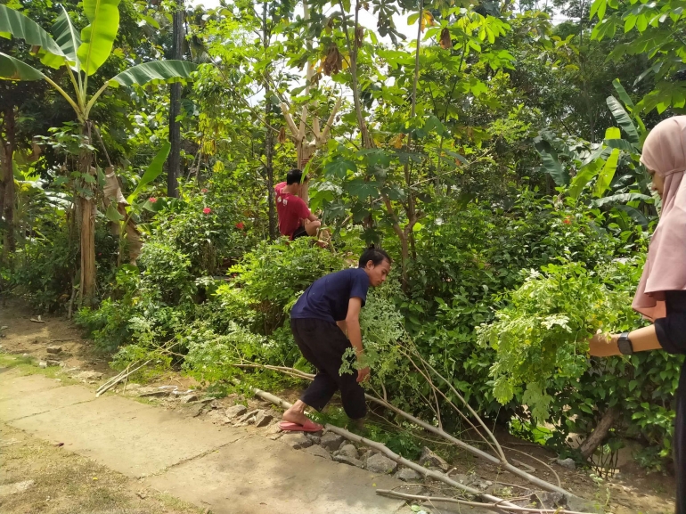 Melimpahnya tanaman kelor di Pilangrejo (Sumber: Dokumentasi tim PHP2D UKM KPM)