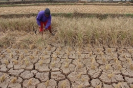 Petakan Sawah Mengering | Sumber Medcom.id