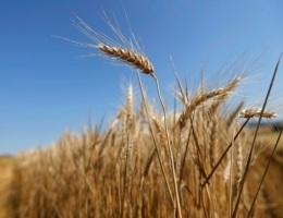Tanaman gandum, Sumber: Reuters