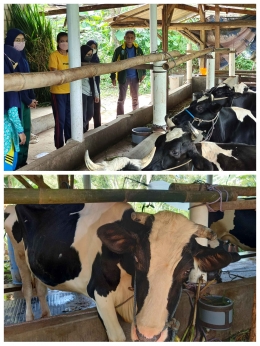 Kunjungan ke salah satu kandang sapi milik warga desa (Dokpri)