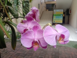Bunga anggrek di SMA labschool Jakarta
