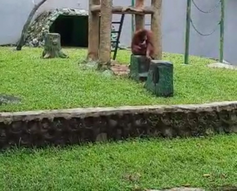 Orang Utan Sumatera, hewan asli Indonesia