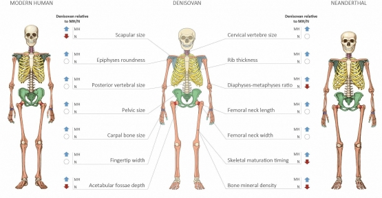 Perbandingan anatomi manusia modern, Denisovan dan Neanderthal. Sumber: Maayan Harel