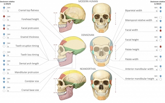 Perbandingan tengkorak manusia modern, Denisovan dan Neanderthal. Sumber: Maayan Harel