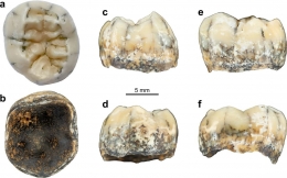 Gigi yang ditemukan dilihat dari berbagai sudut pandang. Sumber: Demeter et al (2022), Nature Communication.
