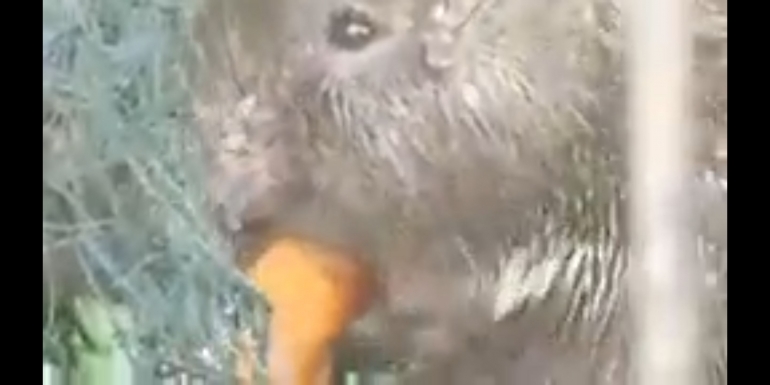 Landak Jumbo makan wortel (foto koleksi pribadi)