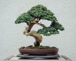 https://modusaceh.co/news/ini-7-jenis-bonsai-bernilai-fantastis/index.html