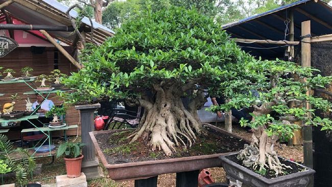 https://www.cnbcindonesia.com/lifestyle/20210922182048-33-278379/ini-7-jenis-bonsai-bernilai-fantastis-tertarik