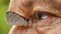 Seekor Kupu kupu yang hinggap di wajah seorang kakek lanjut usia. Foto Senin 23/05/2022. Foto dari CNN Indonesia