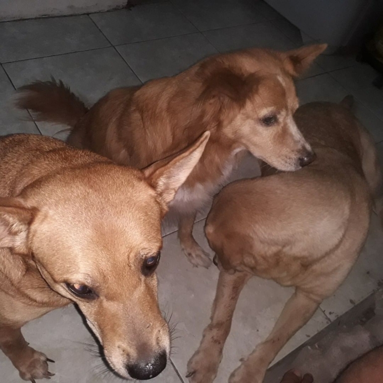 Tutorial Cara Memelihara Anjing Mini Pom Lucu Dan Sehat 7 Hewan Peliharaan yang Bisa Menjadi Teman Manusia Halaman all - Kompasiana.com