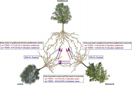 Transfer Karbon dan Nitrogen secara bersamaan antara tanaman inang dan tanaman hemiparasit cendana (Santalum album)/Sumber :www.sciencedirect.com