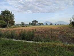 Kampung halamanku yang asri