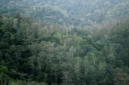 Hutan musim di Pulau Sumba. Tampak pohon-pohon kering menggugurkan daunnya di akhir musim kemarau. (@Hanom Bashari) 