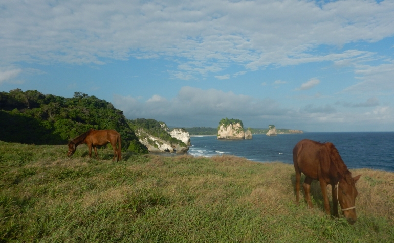 Kuda-kuda di Pulau Sumba, Nusa Tenggara Timur (@Hanom Bashari) 