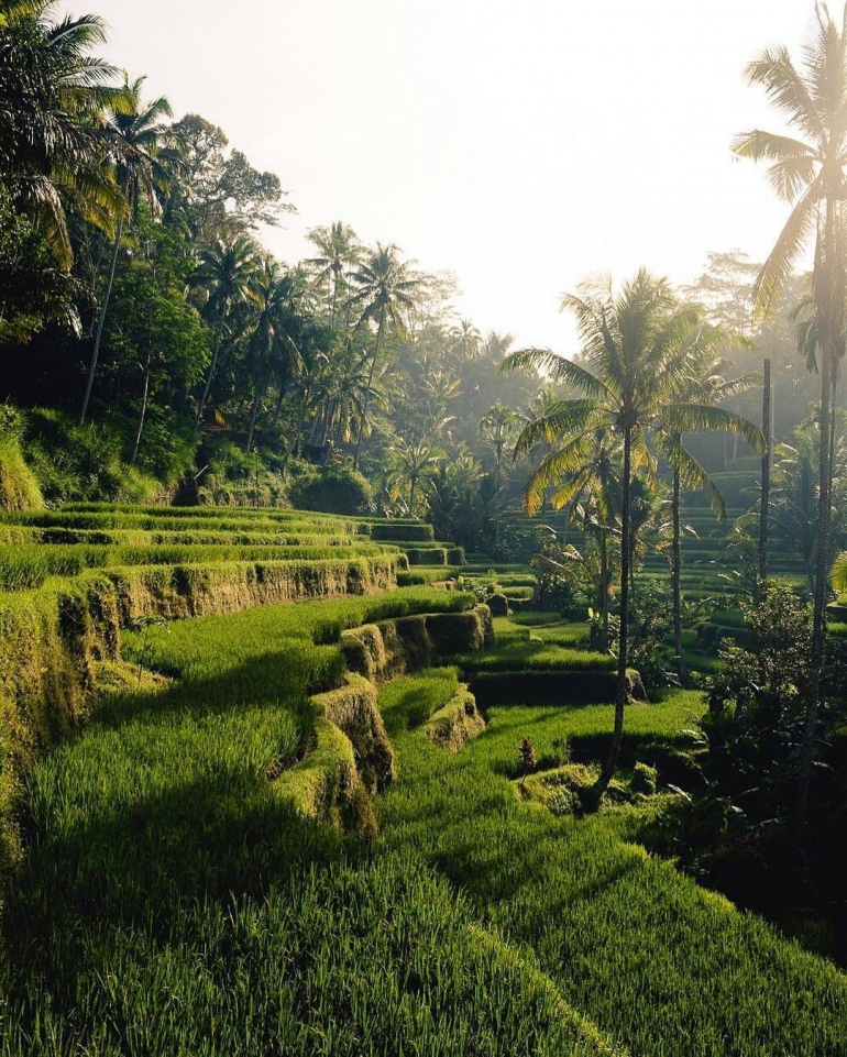 Terasering jadi pemandangan desa wisata Bali (arsip personal)