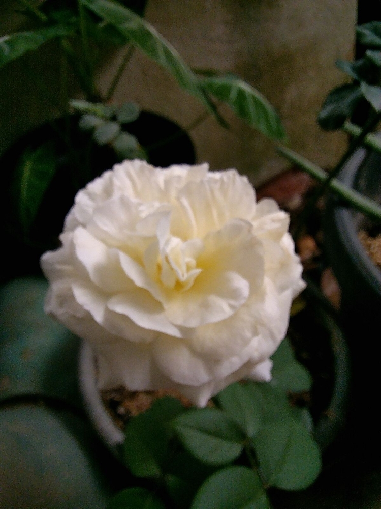 Dokpri: Bunga Mawar di kebun