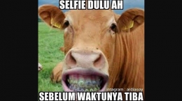 Gambar. Sapi TersenyumSumber: https//brilio.net