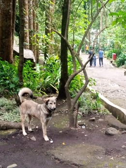 Foto: seekor anjing di lokasi wisata Coban rondo /koleksi pribadi