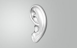 Sebuah telinga berwarna abu-abu. Foto Jumat 03/06/2022. Foto dari Pixabay